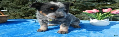Australian Cattle Dog 2 Sunshine