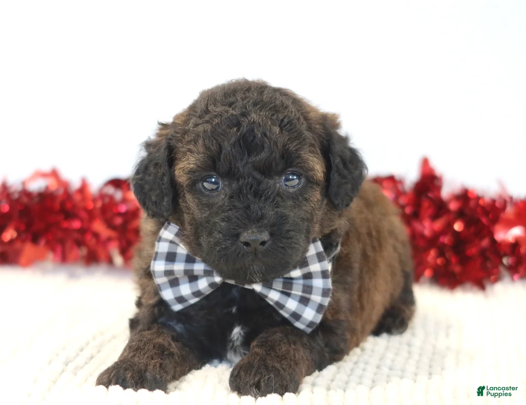Toy Poodle dogs for sale: Cocoa - Ad 4