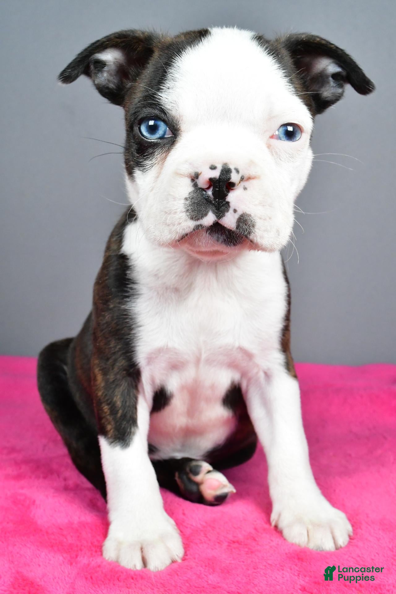 Bella (Boston Terrier, Female) in Millersburg, OH