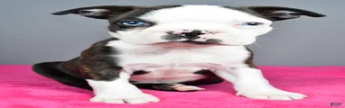 Bella