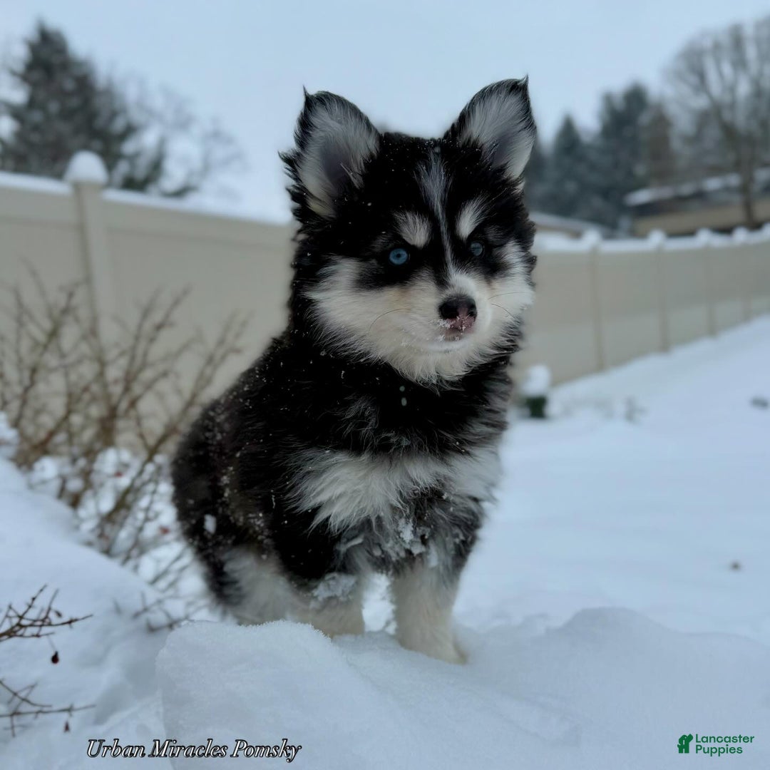 Pomsky dogs for sale: Lumi - Ad 4