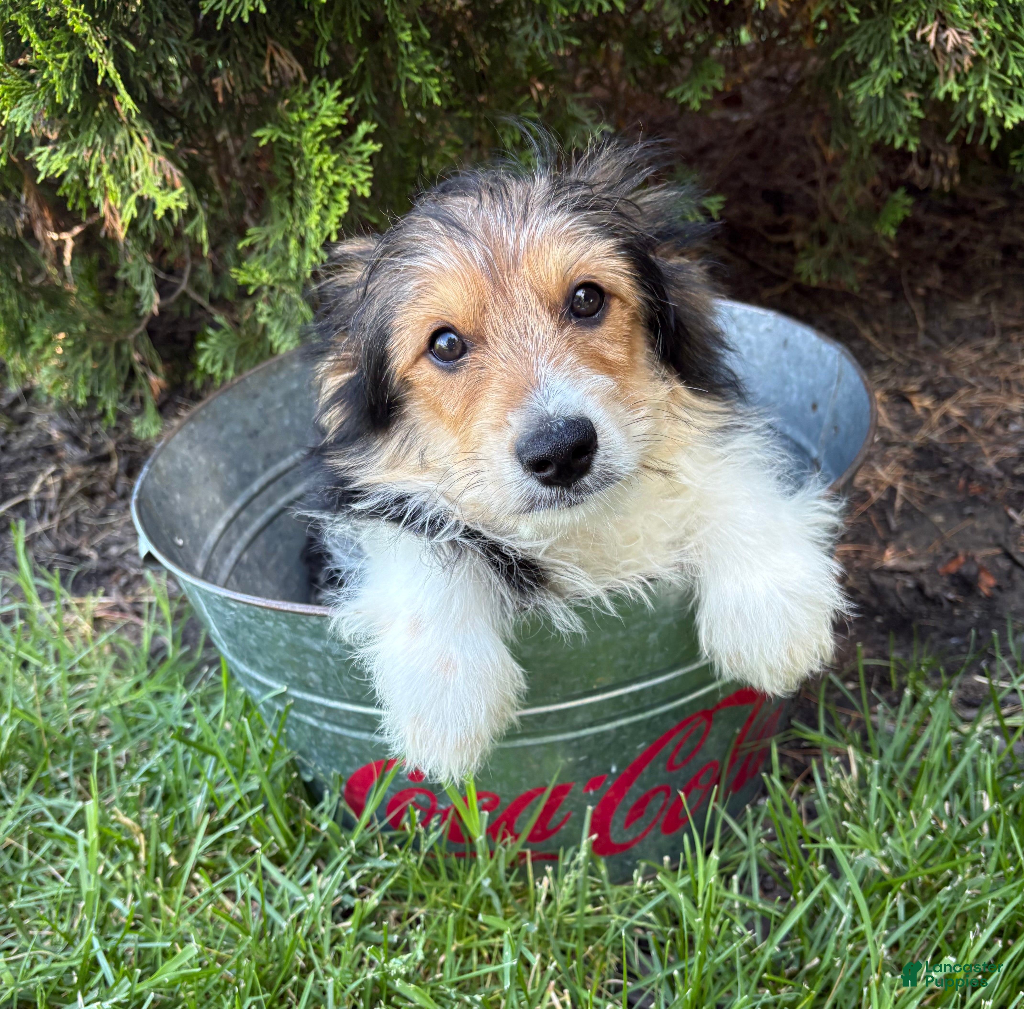 Mixed Breed dogs Rio - Ad 2