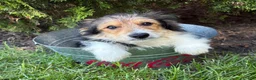 Mixed Breed dogs for sale: Rio - Ad 2