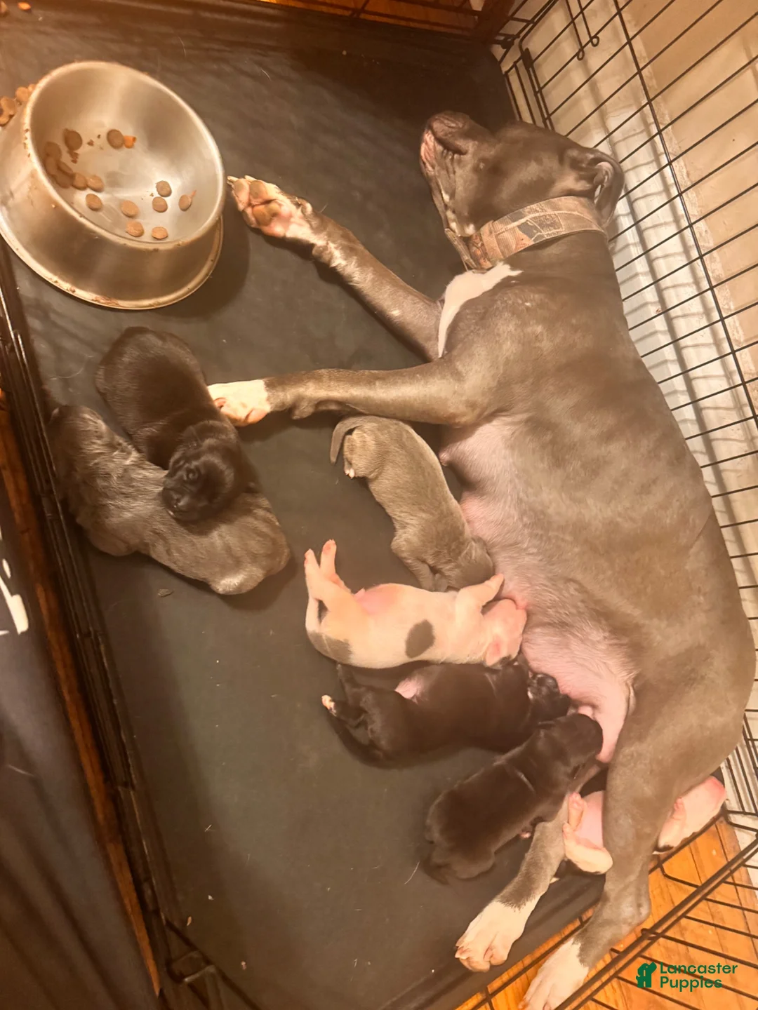 Mixed Breed dogs for sale: Mixed Breed 5 - Ad 2