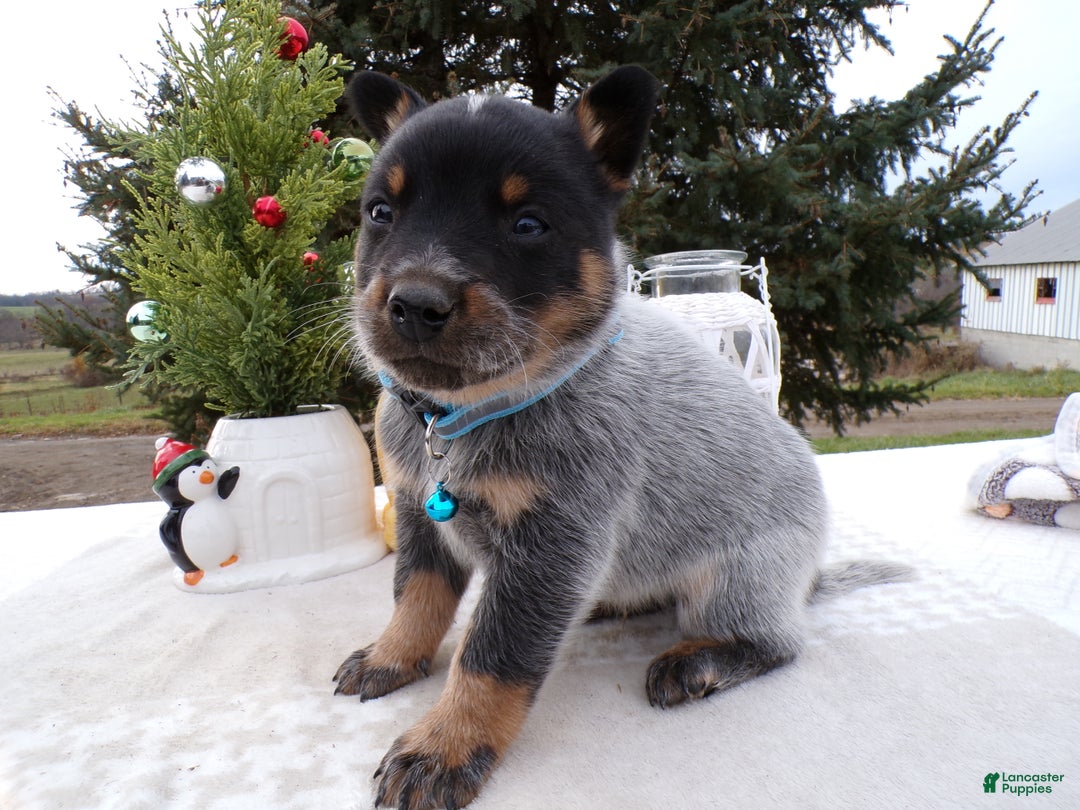 Australian Cattle Dog dogs for sale: Australian Cattle Dog Puppy 6 Uranus - Ad 2