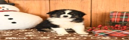 Miniature Australian Shepherd dogs for sale: Jericho - Ad 3
