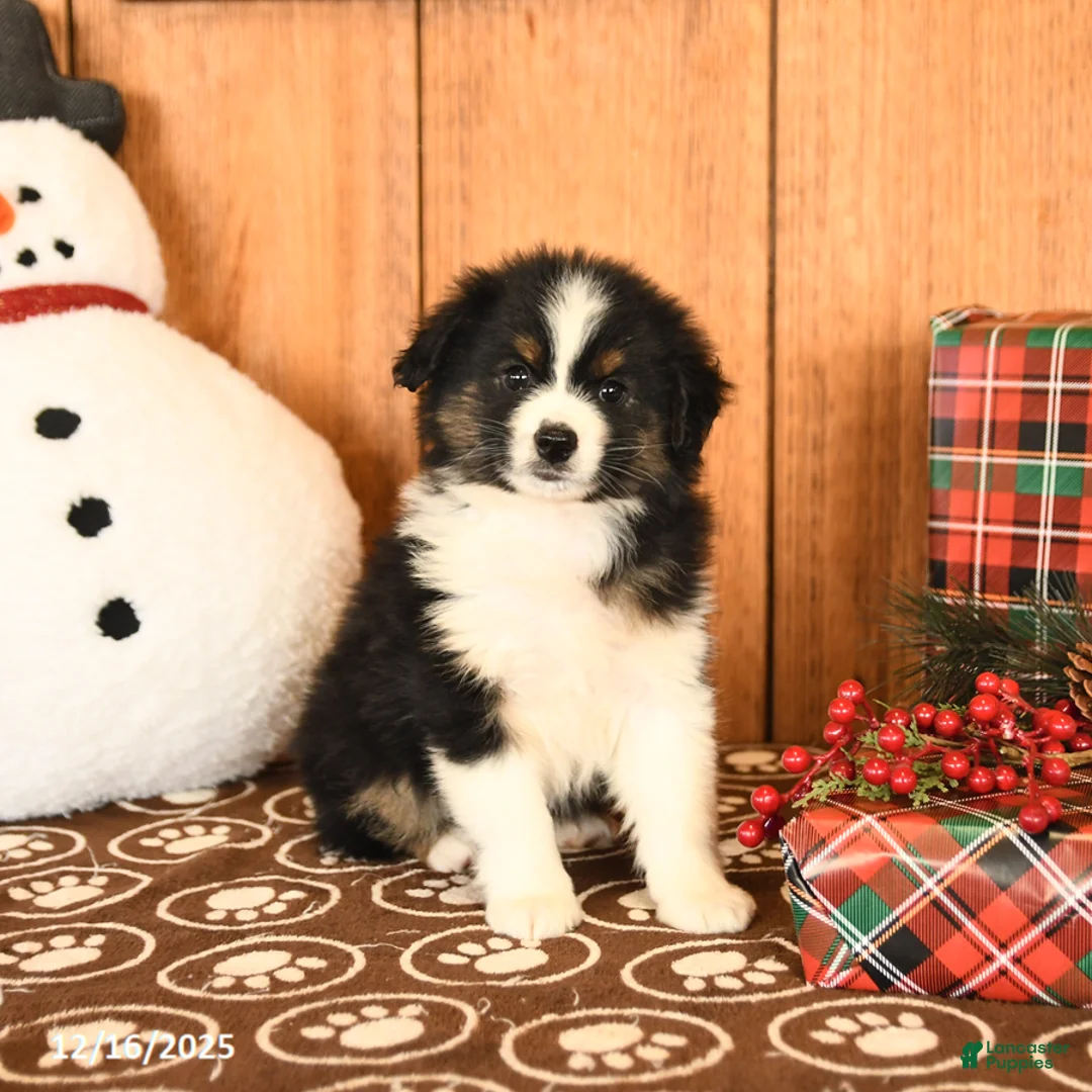 Miniature Australian Shepherd dogs for sale: Jericho - Ad 3