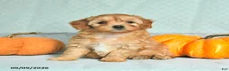 Maltipoo dogs for sale: Tessa - Ad 3