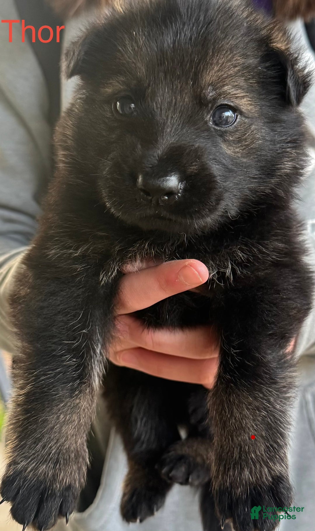 German Shepherd dogs for sale: Thor - Ad 1