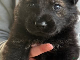 German Shepherd dogs Thor - Ad 40