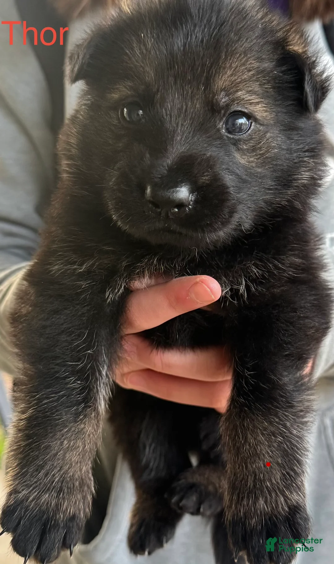 German Shepherd dogs for sale: Thor - Ad 1