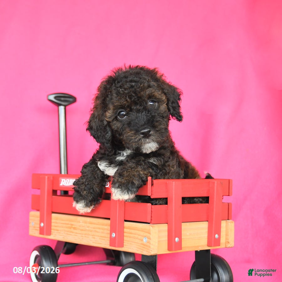 Miniature Poodle dogs Kiwi - Ad 2