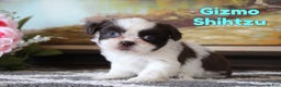 Shih Tzu dogs for sale: Gizmo - Ad 1