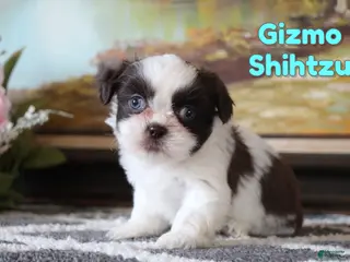 Shih Tzu dogs Gizmo - Ad 3