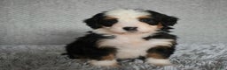 Mini Bernedoodle dogs for sale: Holly  - Ad 3