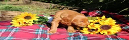 Mixed Breed dogs for sale: Lily - Irish Goldendoodle - Ad 13