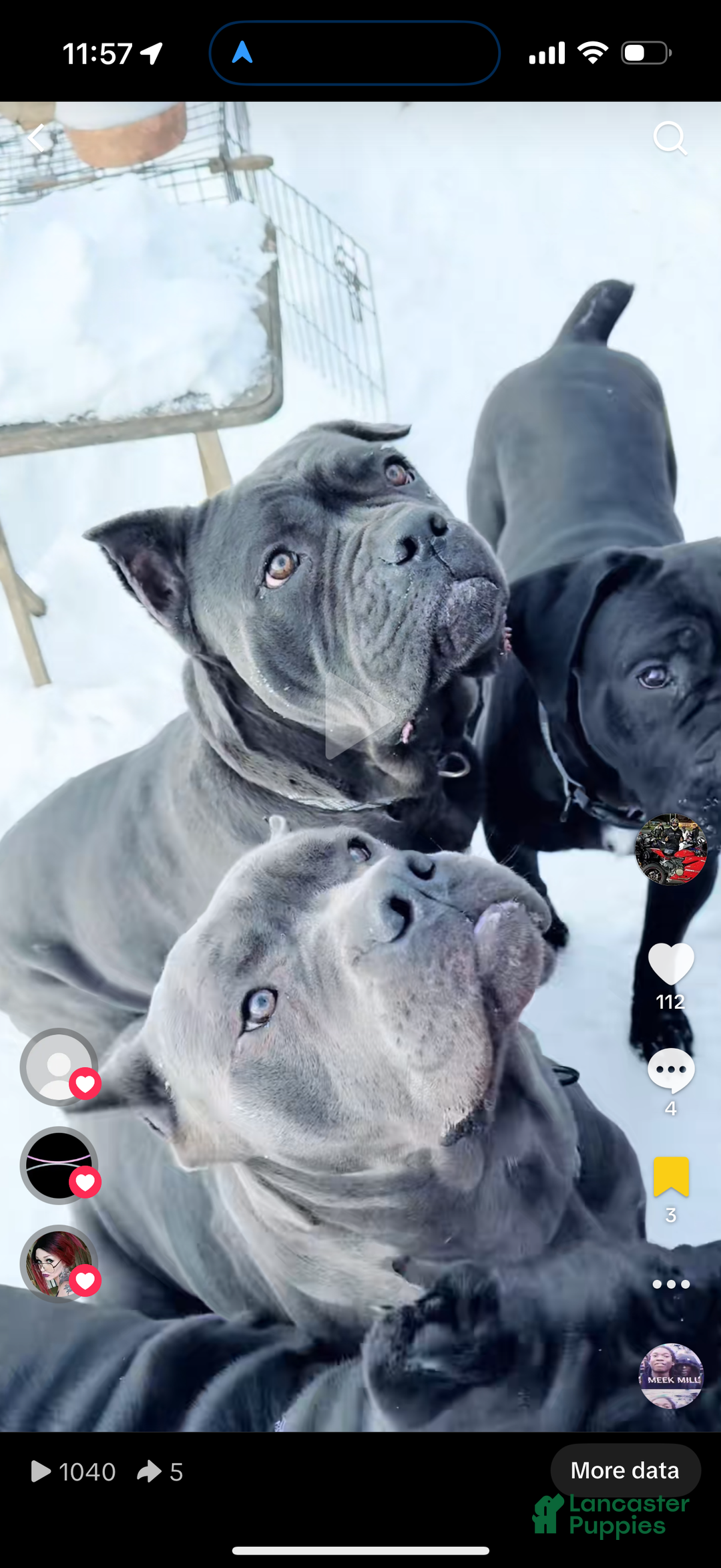 Cane Corso dogs for sale: Hulk  - Ad 9