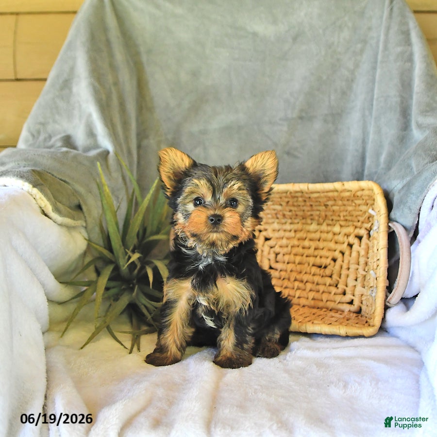 Yorkshire Terrier dogs Sport - Ad 2