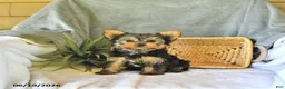 Yorkshire Terrier dogs for sale: Sport - Ad 2