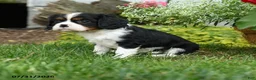 Cavalier King Charles Spaniel dogs for sale: Equinox - Ad 2