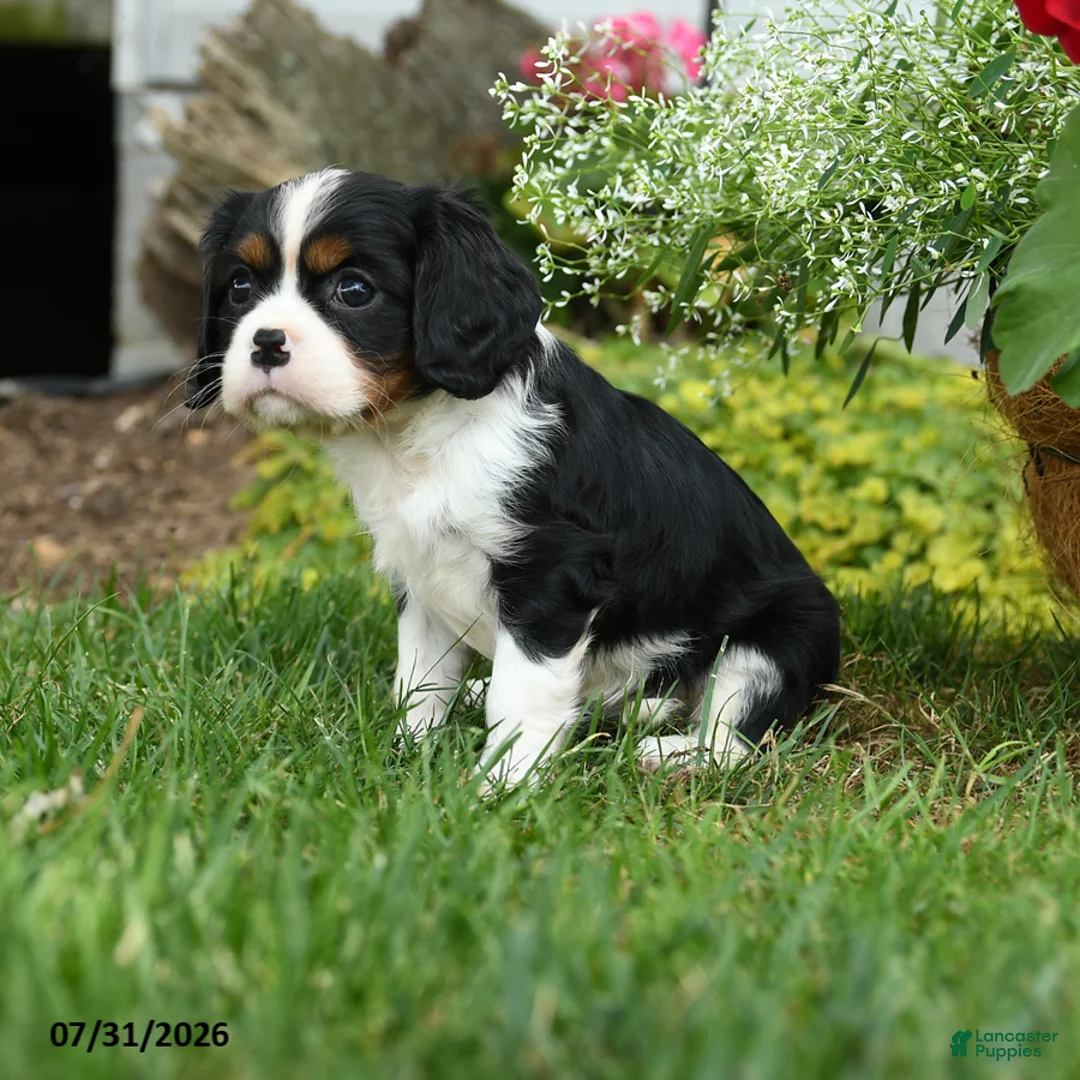 Cavalier King Charles Spaniel dogs for sale: Equinox - Ad 2