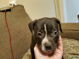 American Bully dogs - Ad 18