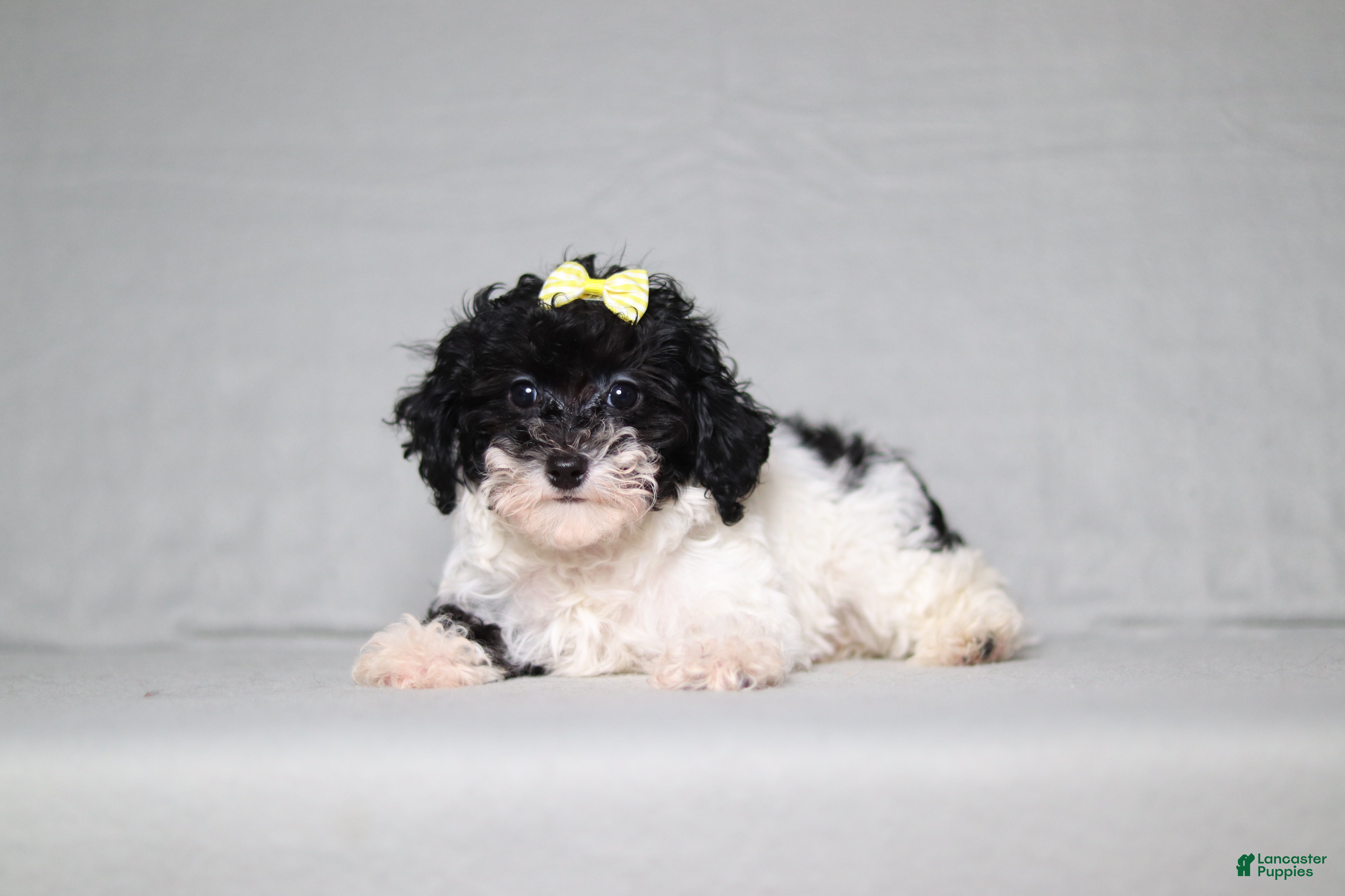 Mixed Breed dogs Winnie - Ad 2