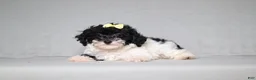 Mixed Breed dogs for sale: Winnie - Ad 2