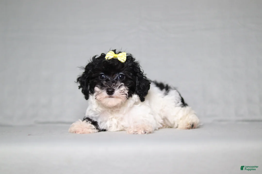 Mixed Breed dogs for sale: Winnie - Ad 2