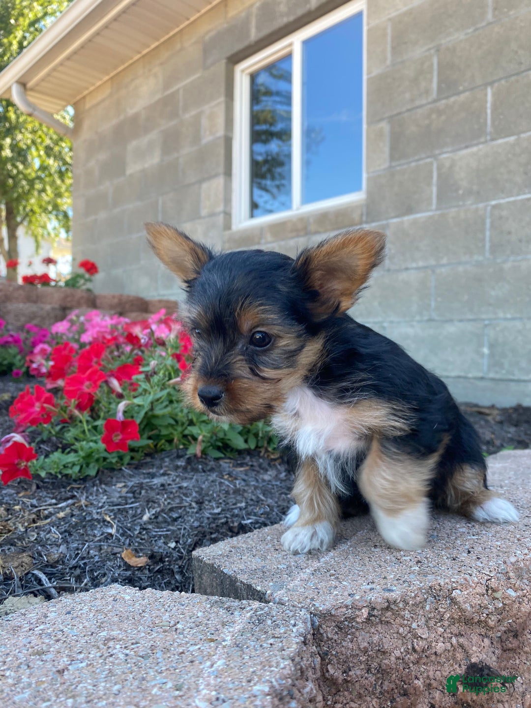 A Small Toy Fox Terrier, Alert Dog with Black, White, and Tan Markings  Stock Photo - Image of blue, mammal: 335943548, image size:1080x1440