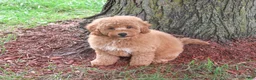 Mini Goldendoodle dogs for sale: Benny - Ad 4