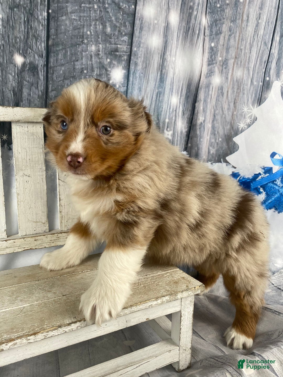 Australian Shepherd dogs for sale: Nova - Ad 4
