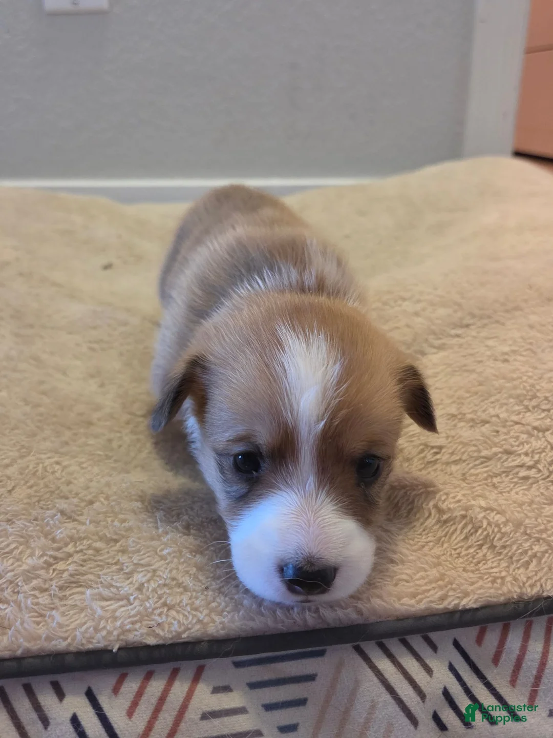Mixed Breed dogs for sale: Black - Ad 2