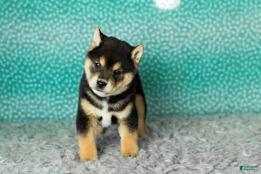 Shiba Inu dogs for sale: Anson  - Ad 2