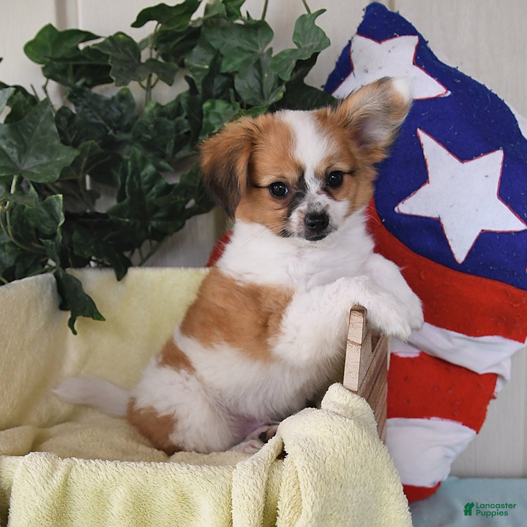 Papillon dogs for sale: Alex - Ad 24