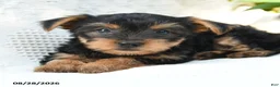 Yorkshire Terrier dogs for sale: Manny - Ad 3