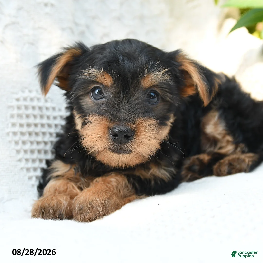 Yorkshire Terrier dogs for sale: Manny - Ad 3