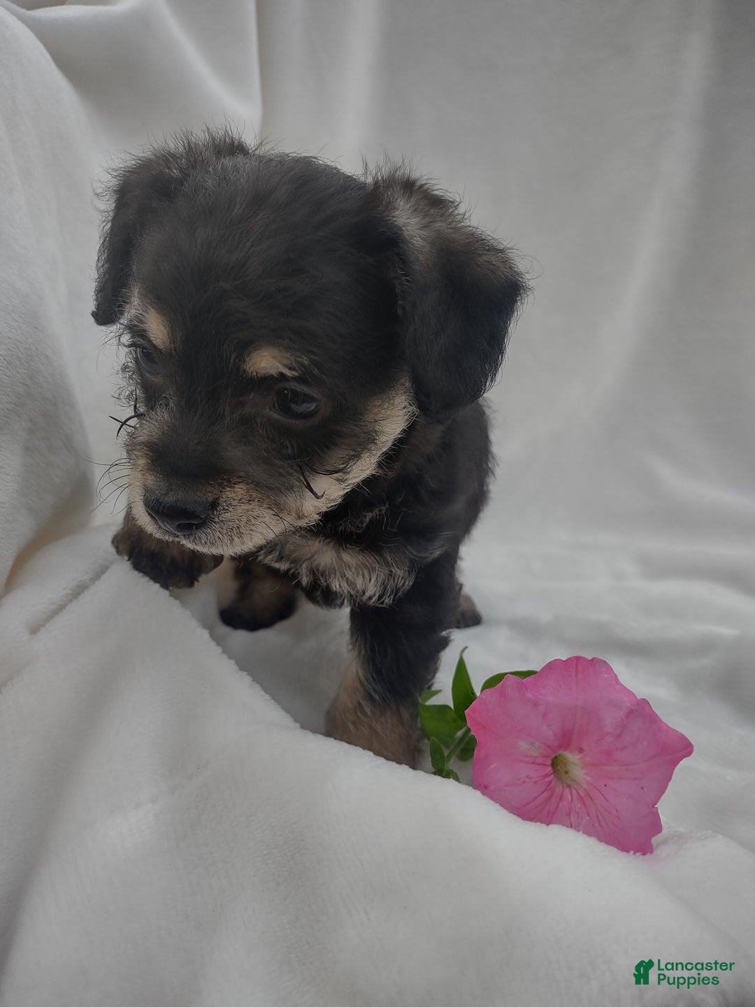 Chipoo dogs for sale: Jordin - Ad 4