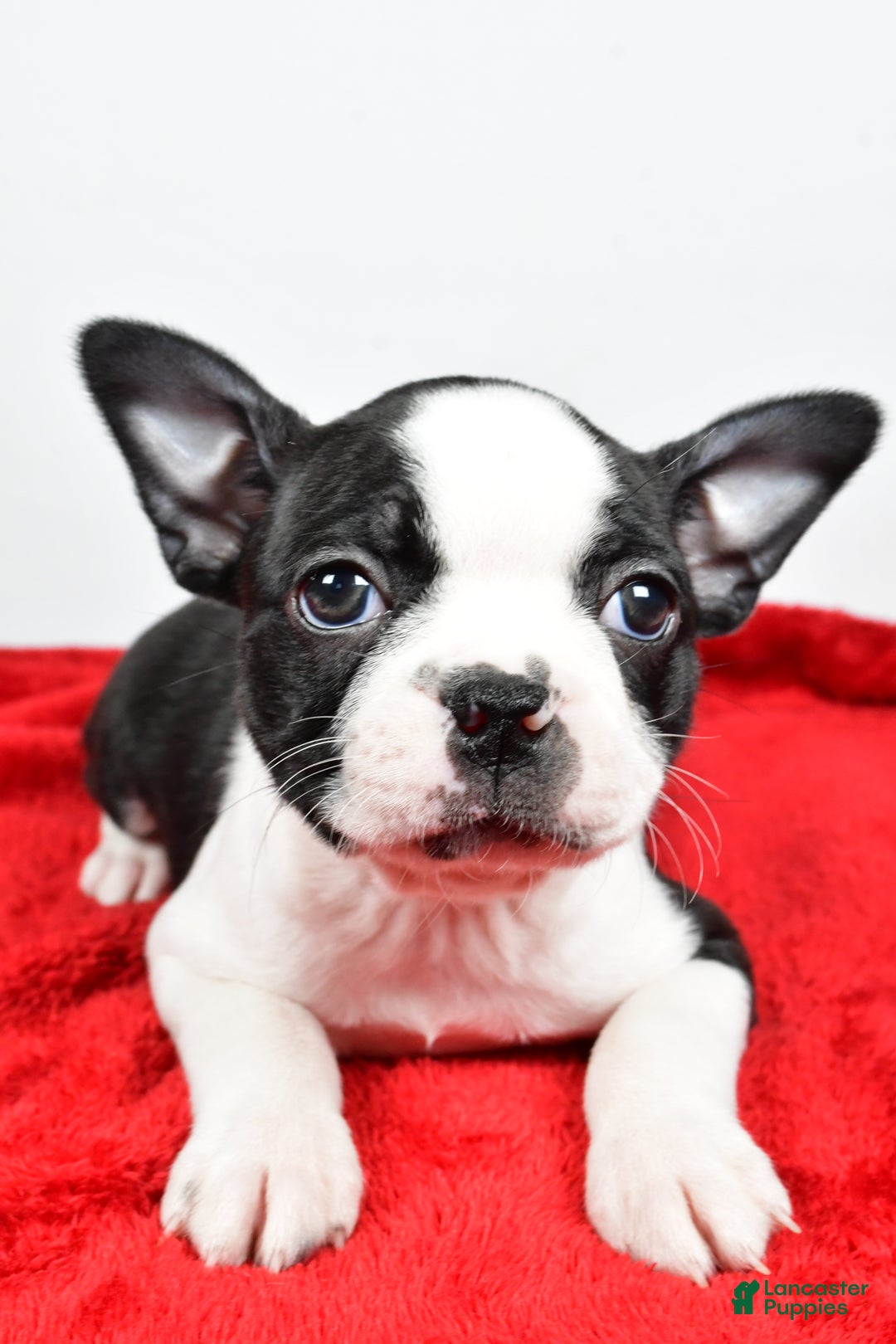 Boston Terrier dogs for sale: Hailey - Ad 3