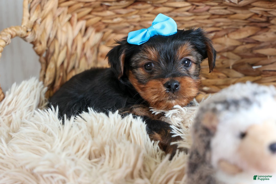 Yorkshire Terrier dogs for sale: CHARLIE - Ad 4