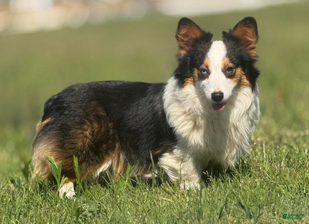 Mixed Breed dogs for sale: Dahlia (fluffy) - Ad 2