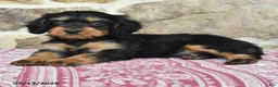 Cavapoo dogs for sale: Lyla - Ad 2