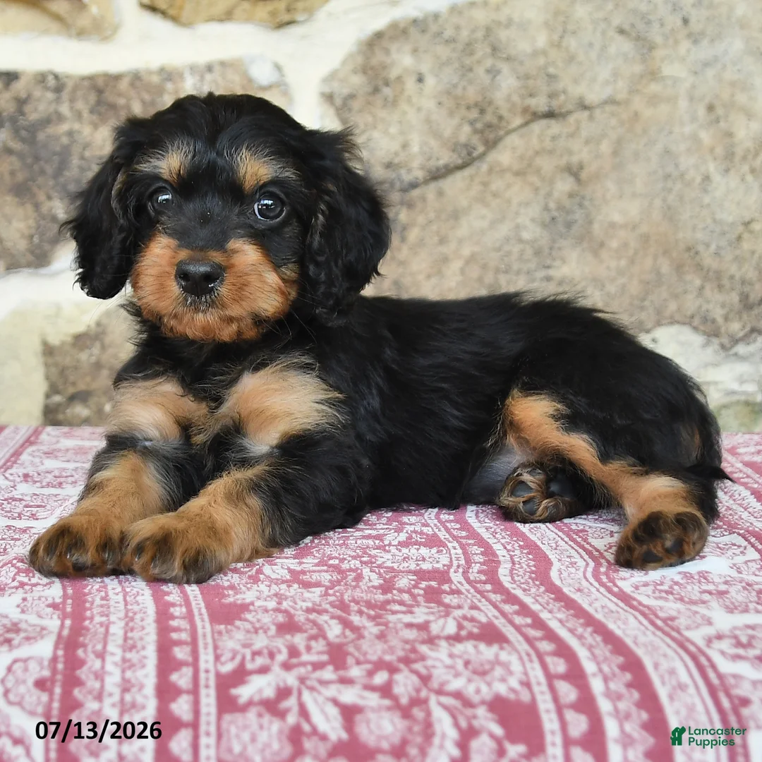 Cavapoo dogs for sale: Lyla - Ad 2