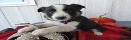 Australian Cattle Dog dogs for sale: Australian Cattle Dog 6 Sahara - Ad 2