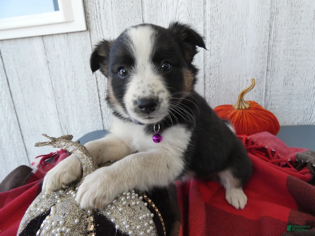 Australian Cattle Dog dogs for sale: Australian Cattle Dog 6 Sahara - Ad 2