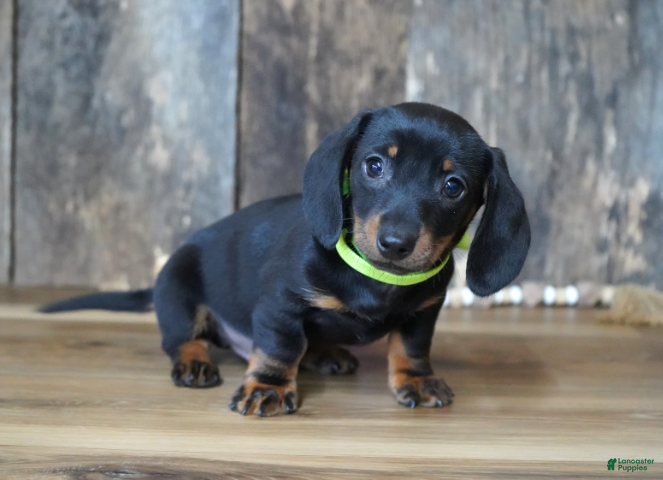 Miniature Dachshund dogs Holden - Ad 1