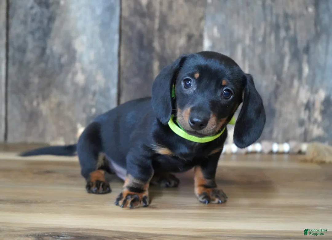 Miniature Dachshund dogs for sale: Holden - Ad 1