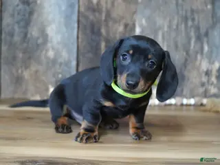 Miniature Dachshund dogs for sale: Holden - Ad 1
