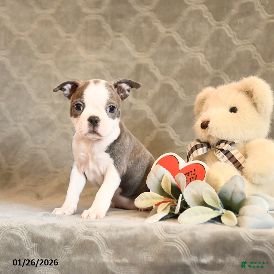Boston Terrier dogs for sale: Heather - Ad 3