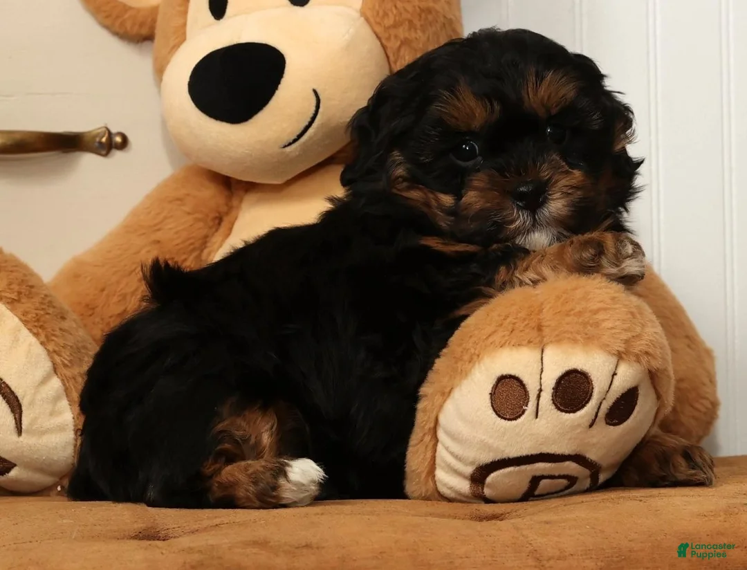 Shihpoo dogs for sale: Shane - Ad 6